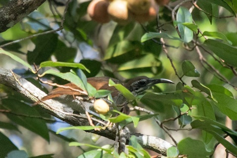 Magnificent Riflebird (Ptiloris magnificus)